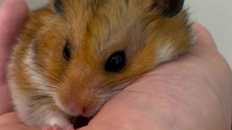 The Tiny Hamster Who Helped Rebuild a Life